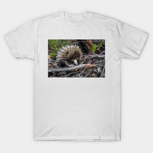 Echidna Encounter T-Shirt by Geoff79